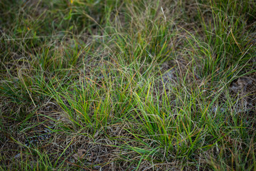 Grass