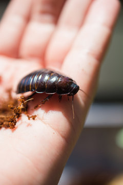 Hand holding a juvenile Giant Burrowing Cockroach