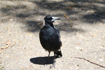 Fototapeta premium Gymnorhina tibicen in Western Australia