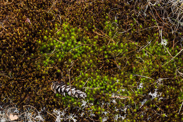 Moss