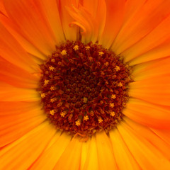 flower core of an orange calendula, sunny marigold's center, macro photo