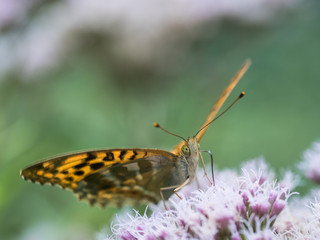 Ein bunter Schmetterling sitzt auf einer Blüte und saugt mit seinen Rüssel Nektar.