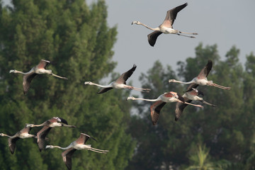 Greater Flamingos in flight at Tubli bay, Bahrin 