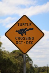 Attention turtles cross the road from October to December, Australia