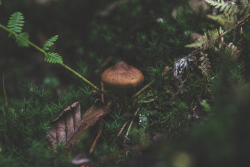 mushroom in the forest