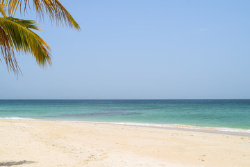 Fototapeta na wymiar white beach with palm and turquoise ocean