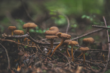 mushrooms in the forest