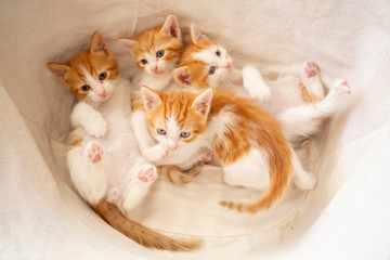 Cute Kittens, Baby Cats