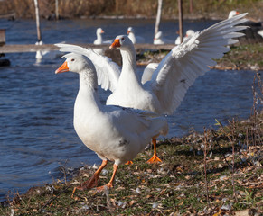 Naklejka na ściany i meble Close-up white domestic geese floating in a pond.