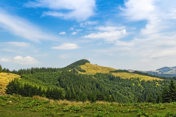 Fototapeta na wymiar Summer landscape in the Carpathians. View of a mountain ridge covered in spruce forest.