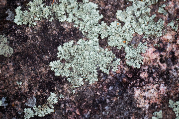 Moss