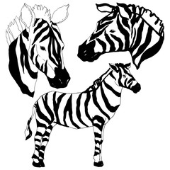 Vector Exotic zebra wild animal isolated. Black and white engraved ink art. Isolated animal illustration element.