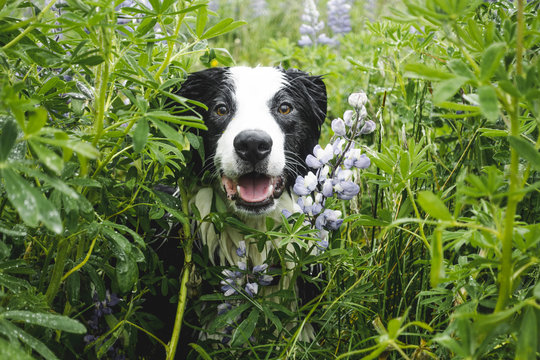 Portrait of border collie dog in grass