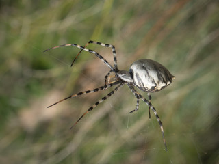 Araña