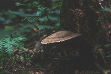 mushroom in the forest