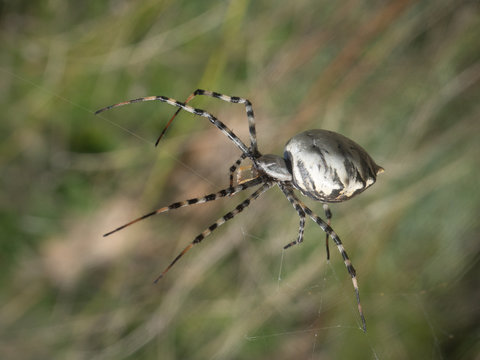 Ara&ntilde;a