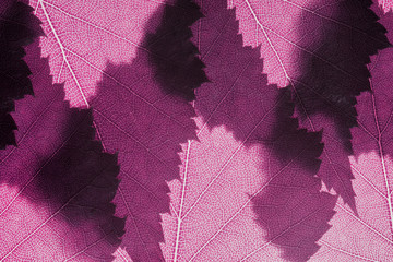 Pink spring leaves background