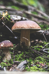 Fototapeta premium mushroom in the forest