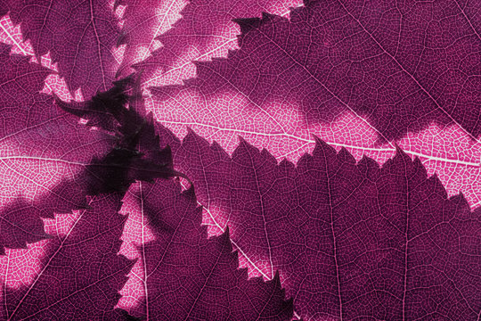 Pink spring leaves background