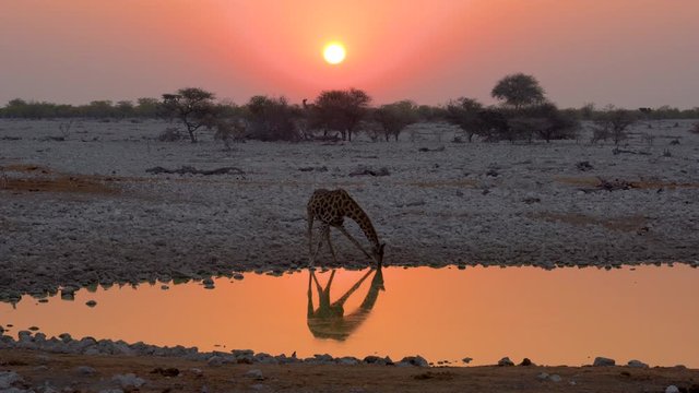 Giraffe drinking water at Okaukuejo camp waterhole in the Etosha National Park in Namibia in Africa.	