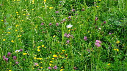 blume, natur, fr&uuml;hling, wiese, sommer, green, Gras, Blumenwiese, Pflanze, gelb, garden, sch&ouml;nheit, lila, aufbl&uuml;hen, b&auml;uerlich