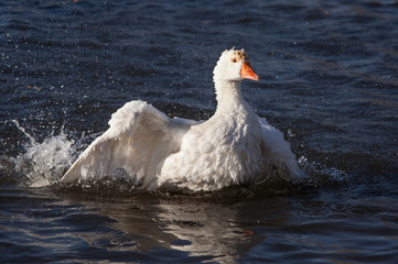 Close-up white domestic geese floating in a pond.