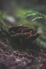 mushroom in the forest