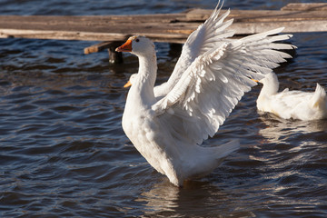 Close-up white domestic geese floating in a pond.