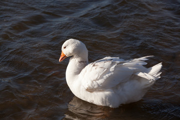 Close-up white domestic geese floating in a pond.