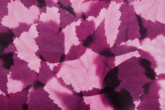 Pink spring leaves background