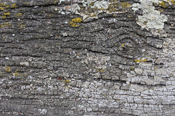 Close up of old wooden texture with knothole and lichen