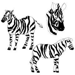 Vector Exotic zebra wild animal isolated. Black and white engraved ink art. Isolated animal illustration element.