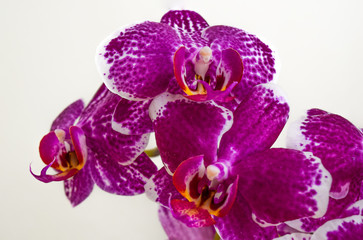Fototapeta premium pink Phalaenopsis in front of white background