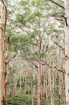 Fototapeta Towering karri trees of Boranup Forest, Western Australia