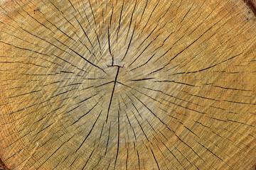Oak wood texture pattern cut tree