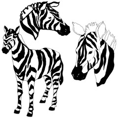 Vector Exotic zebra wild animal isolated. Black and white engraved ink art. Isolated animal illustration element.