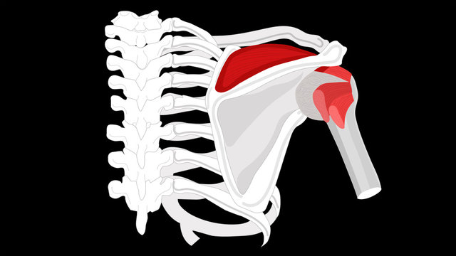 Supraspinatus muscle. Isolate on a black background.
