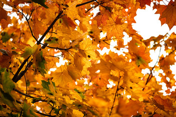 Nice yellow orange red leaves  nature background abstract macro close up autumn