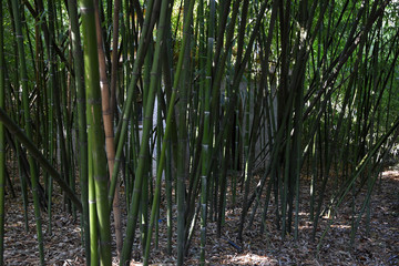 A small house is visible through the bamboo thicket. Long, green bamboo grows very densely.