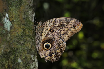 butterfly on trunk tree