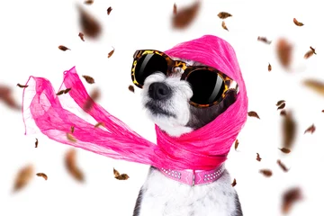 Photo sur Plexiglas Chien fou chien diva chic en automne ou en automne venteux