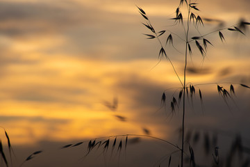 sunset in the countryside
