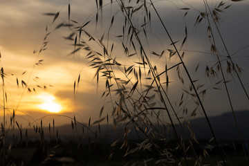 sunset in the countryside