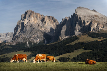 Fototapeta na wymiar herd of cow grazing on green field with fresh grass under blue peaceful sky in Dolomites