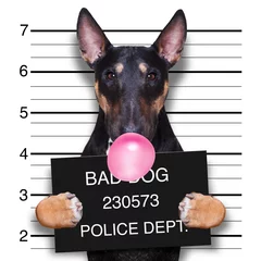 Cercles muraux Chien fou chien mugshot au poste de police