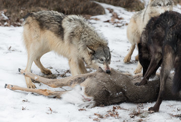 Grey Wolf (Canis lupus) Pulls at White-Tail Deer Carcass Winter