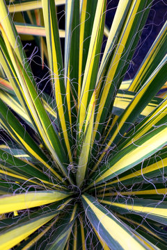 Agave filifera variegata