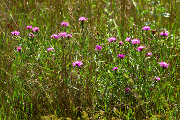 Obraz premium Small, colorful flowers in the grass.