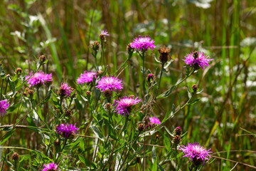 Small, colorful flowers in the grass.