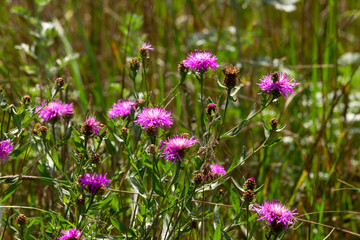 Small, colorful flowers in the grass.